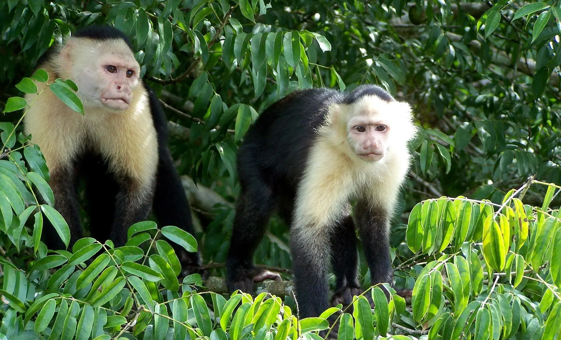 Monkey Island Panama